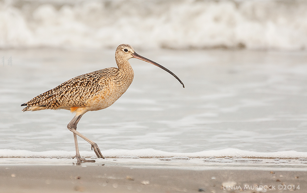 American Long-billed Curlew Sony A700 with 70-400mm 1/1600 sec. f/5.6 ISO 800