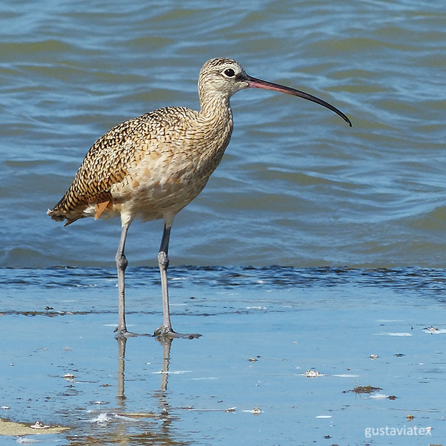 Taken last fall at Texas City Dike on a brighter day.