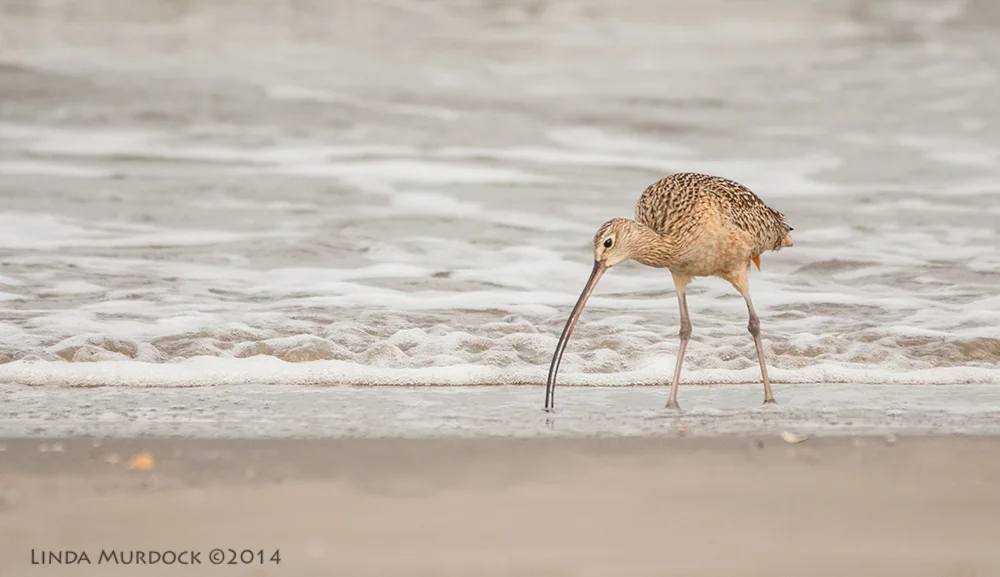 Curlew using that long bill to probe Sony A700 with 70-400mm 1/1600 sec. f/5.6 ISO 800