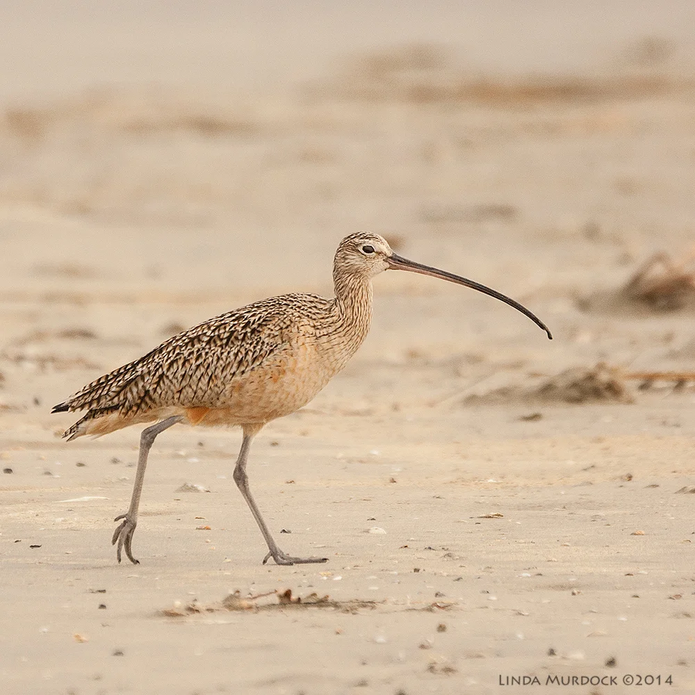 Curlew showing off his great feet. #ilovebirdfeet Sony A700 with 70-400mm 1/1600 sec. f/5.6 ISO 800