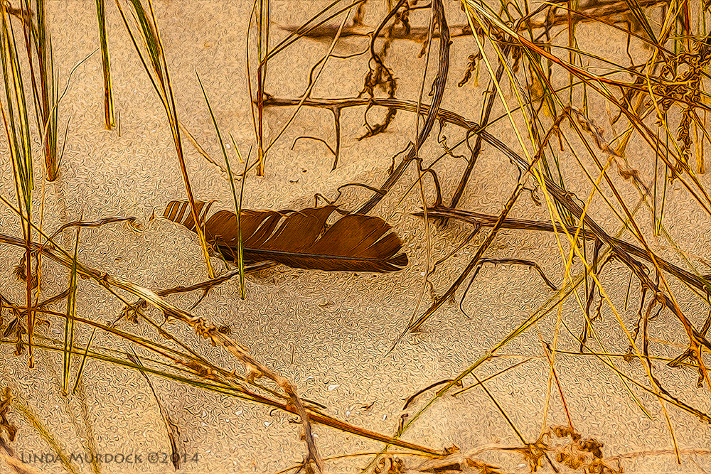 Feather Sony A700 with 70-400mm 1/1600 sec. f/5.6 ISO 800