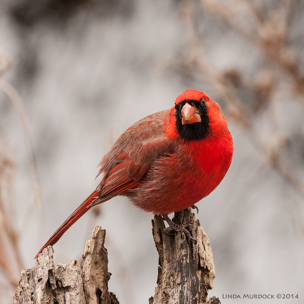 Male Northern Cardinal all dressed up for breeding Sony A700 with 70-400mm 1/1000 sec. f/5.6 ISO 1000