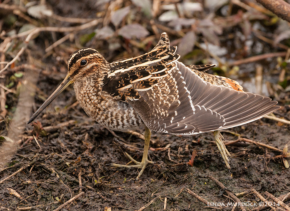 Snipe yoga Sony A700 with 70-400mm 1/1000 sec. f/5.6 ISO 800
