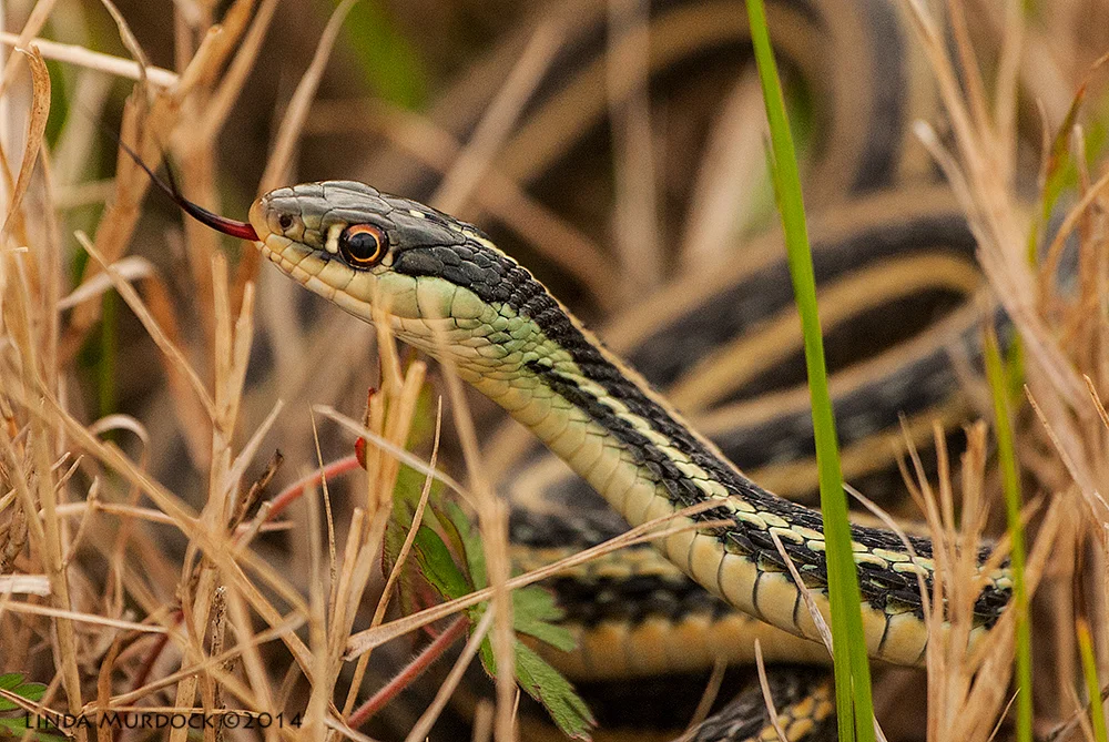 Garter Snake Sony A700 with 70-400mm 1/1600 sec. f/5.6 ISO 1000