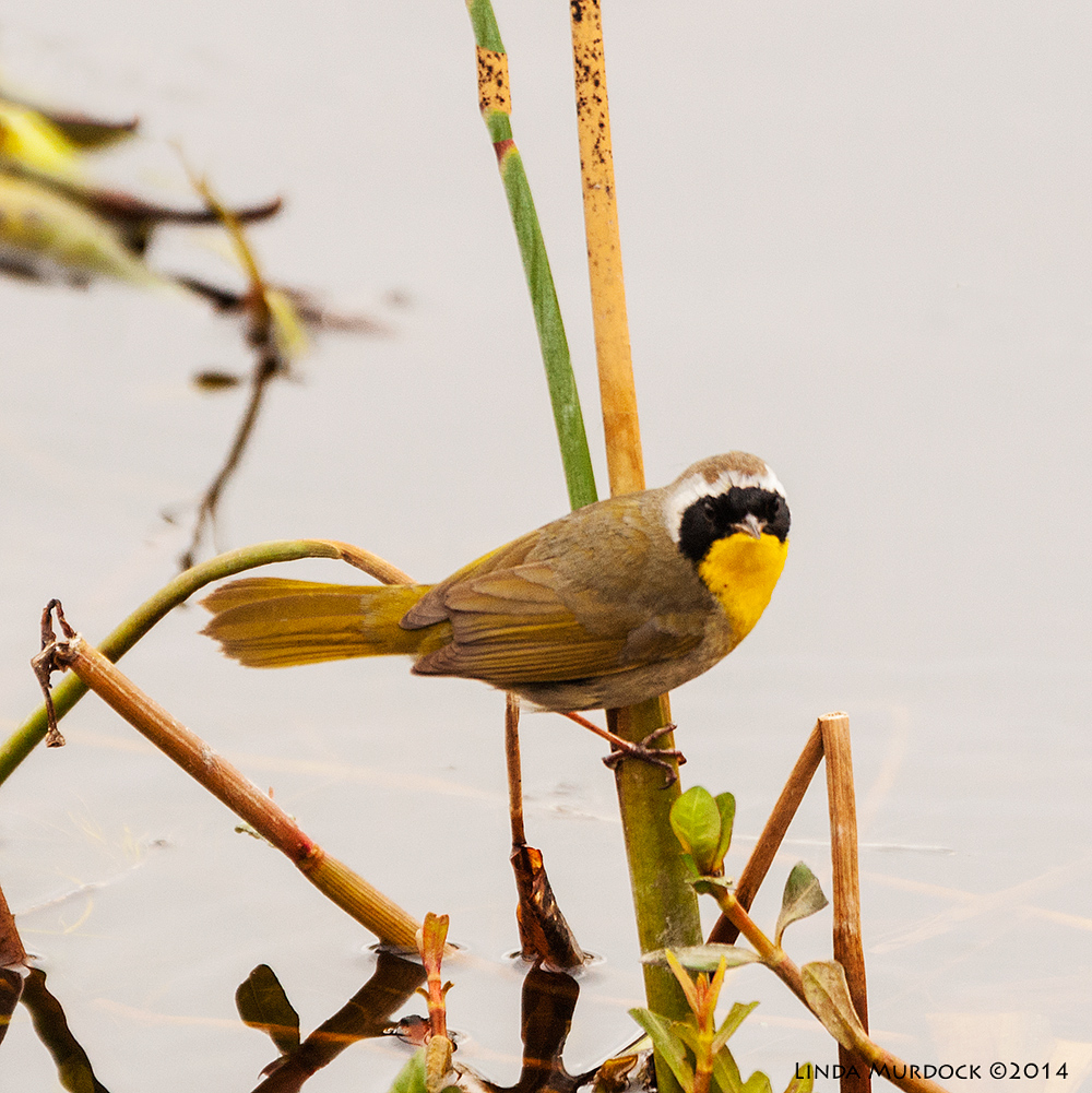 Uncommon Yellowthroat Sony A700 with 70-400mm 1/1000 sec. f/5.6 ISO 1000