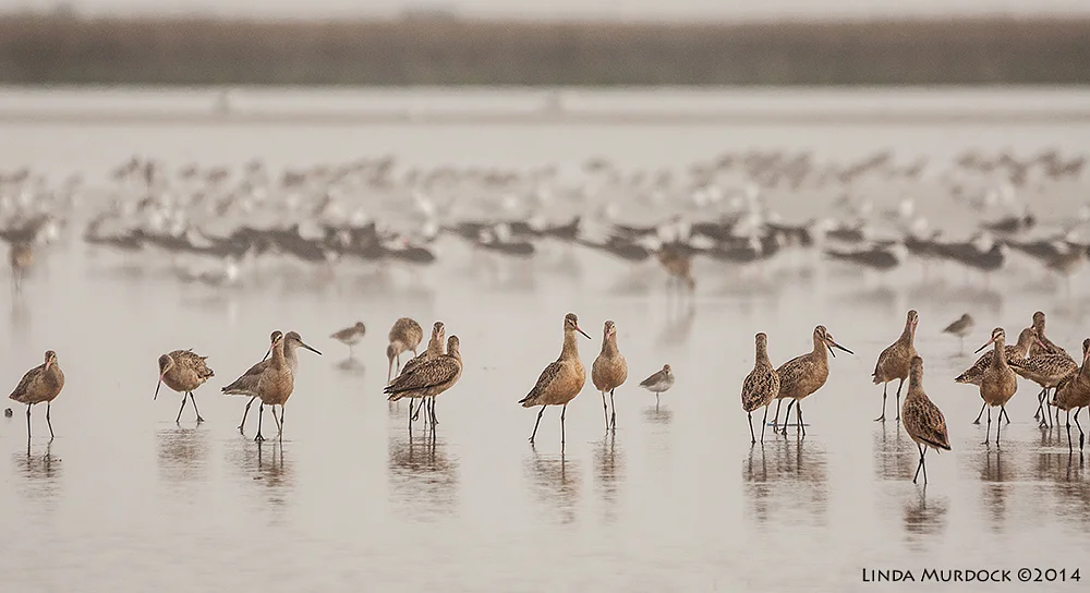 Marbled Godwits in front of Black Skimmers in front of gulls Sony A700 with 70-400mm 1/2000 sec. f/4.5 ISO 400