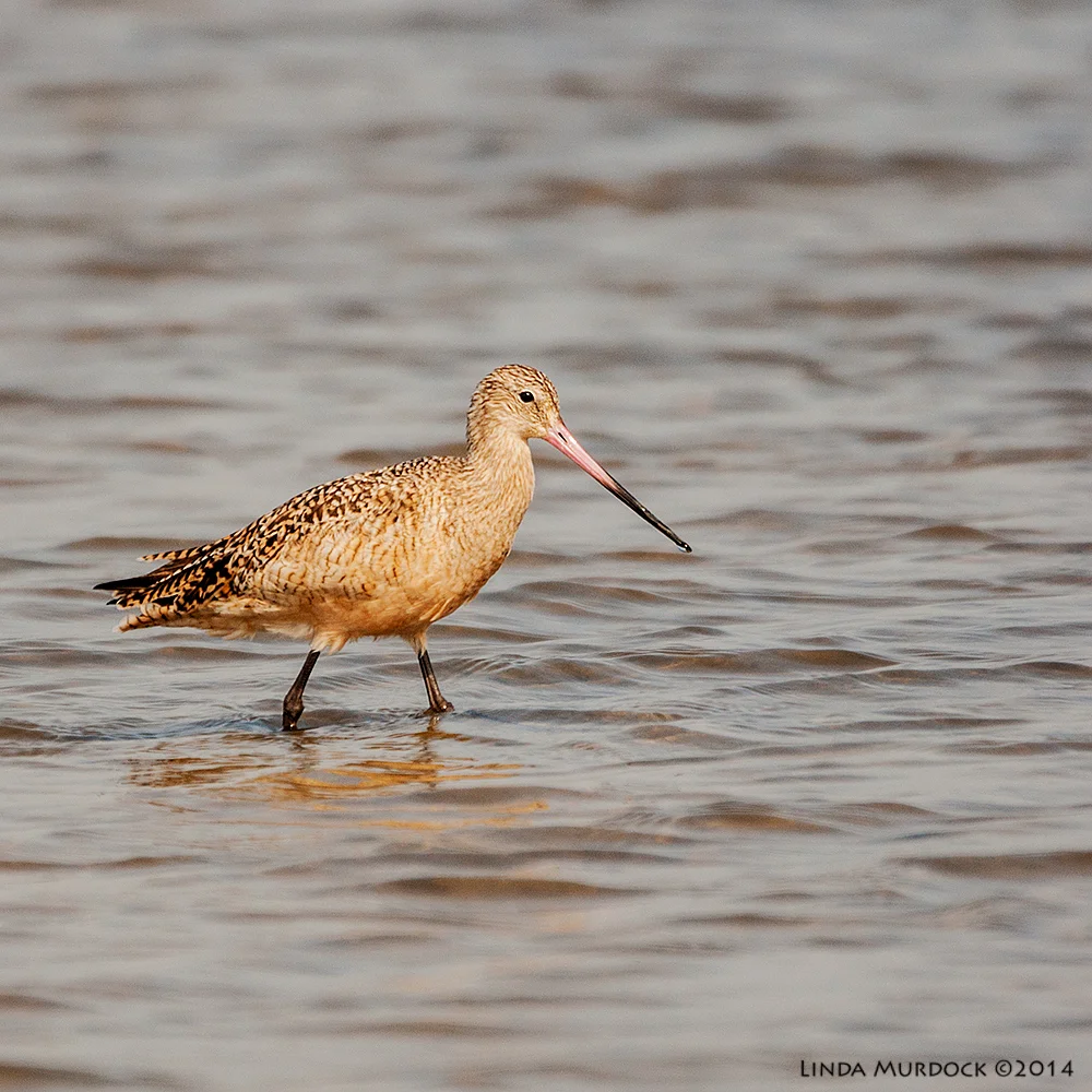 Marbled Godwit in a patch of sun Sony A700 with 70-400mm 1/2000 sec. f/5.6 ISO 400
