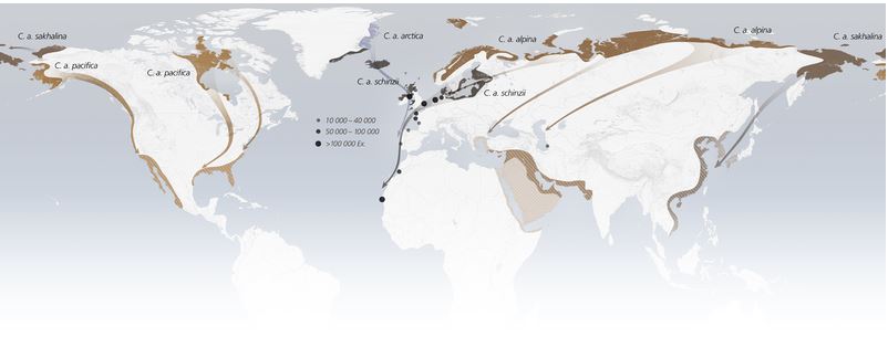 Distribution, subspecies, migration patterns and European wintering areas of the Dunlin (Calidris alpine)