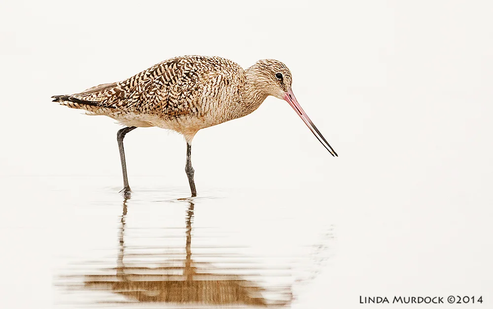Marbled Godwit probing Sony A700 with 70-400mm 1/1000 sec. f/5.6 ISO 1250