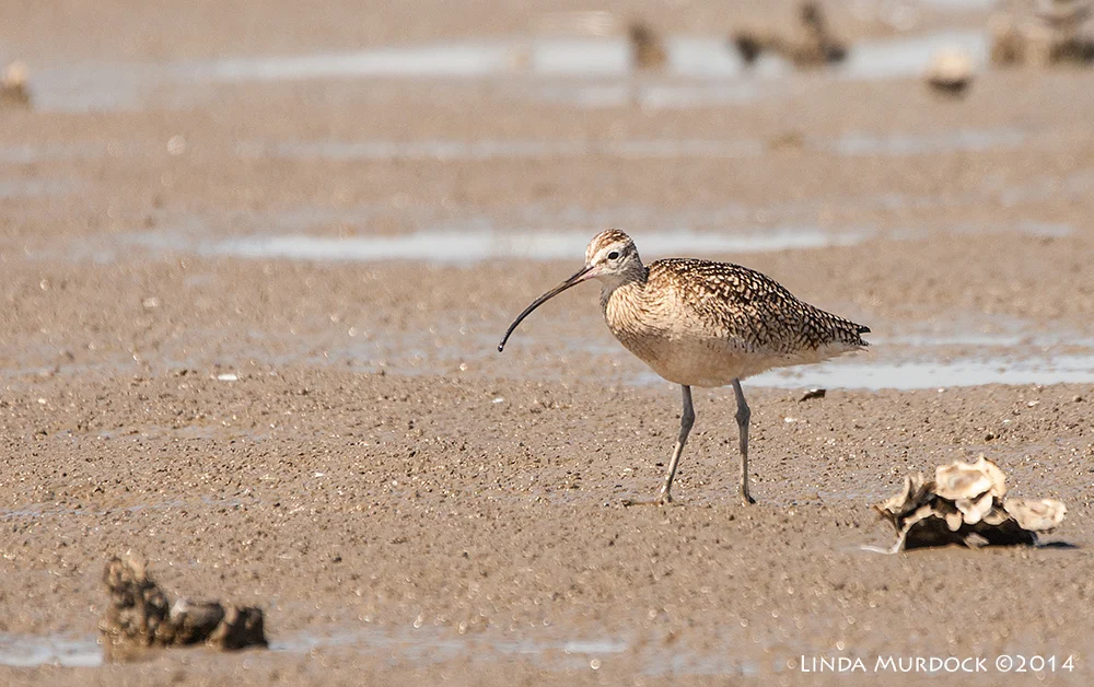 Long-billed Curlew Sony A700 with 70-400mm 1/1250 sec. f/6.3 ISO 400