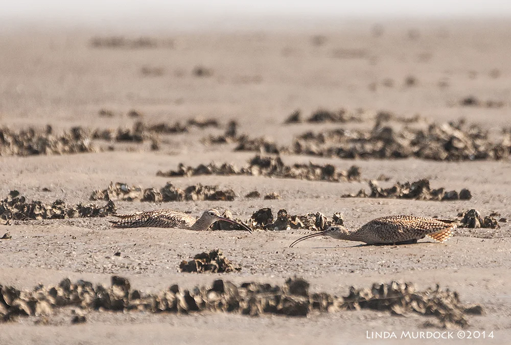 Curlew Standoff Sony A700 with 70-400mm 1/1600sec. f/5.6 ISO 400