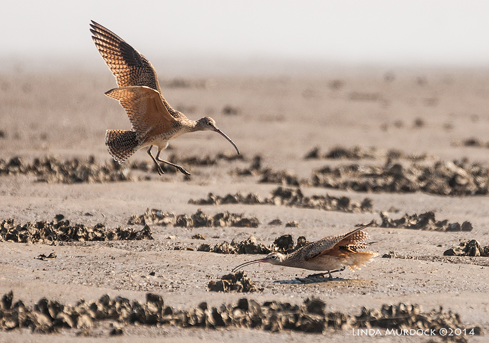Action! Sony A700 with 70-400mm 1/1600 sec. f/5.6 ISO 400