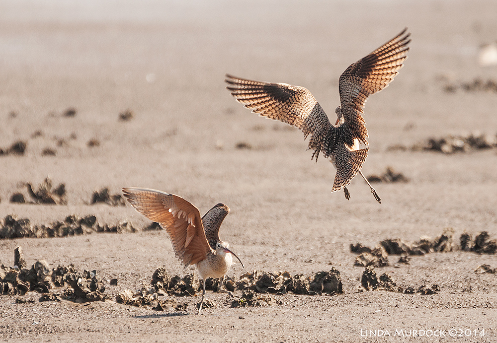 Airborne! Sony A700 with 70-400mm 1/1600 sec. f/5.6 ISO 400