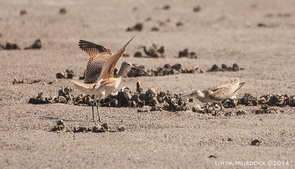 Showing who is boss and accepting it? Sony A700 with 70-400mm 1/1600 sec. f/5.6 ISO 400