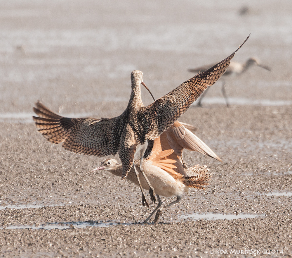 One last clash Sony A700 with 70-400mm 1/1600 sec. f/5.6 ISO 400