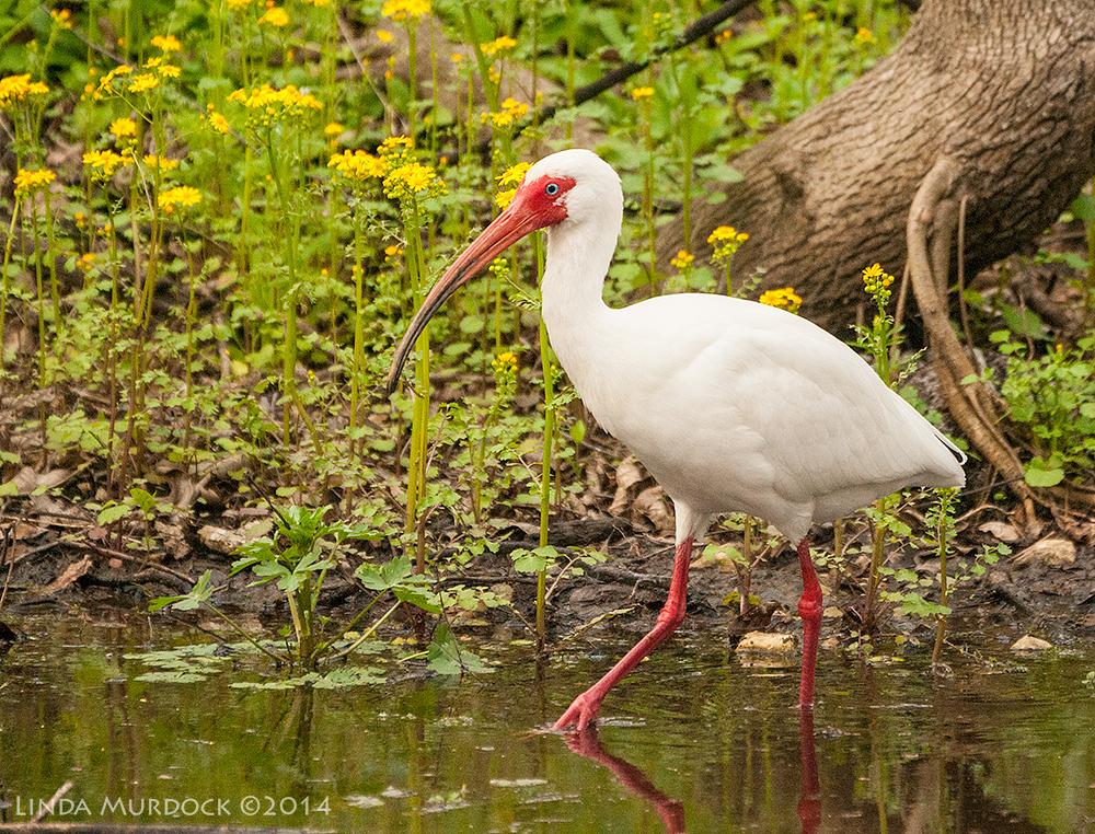 The swamps at Brazos Bend look wonderful with all the Spring flowers and the White Ibis looks nice, too Sony A700 with 70-400mm 1/800 sec. f/5.6 ISO 1600