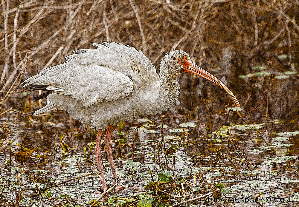 White Ibis as art Sony A700 with 70-400mm 1/1000 sec. f/5.6 ISO 1000