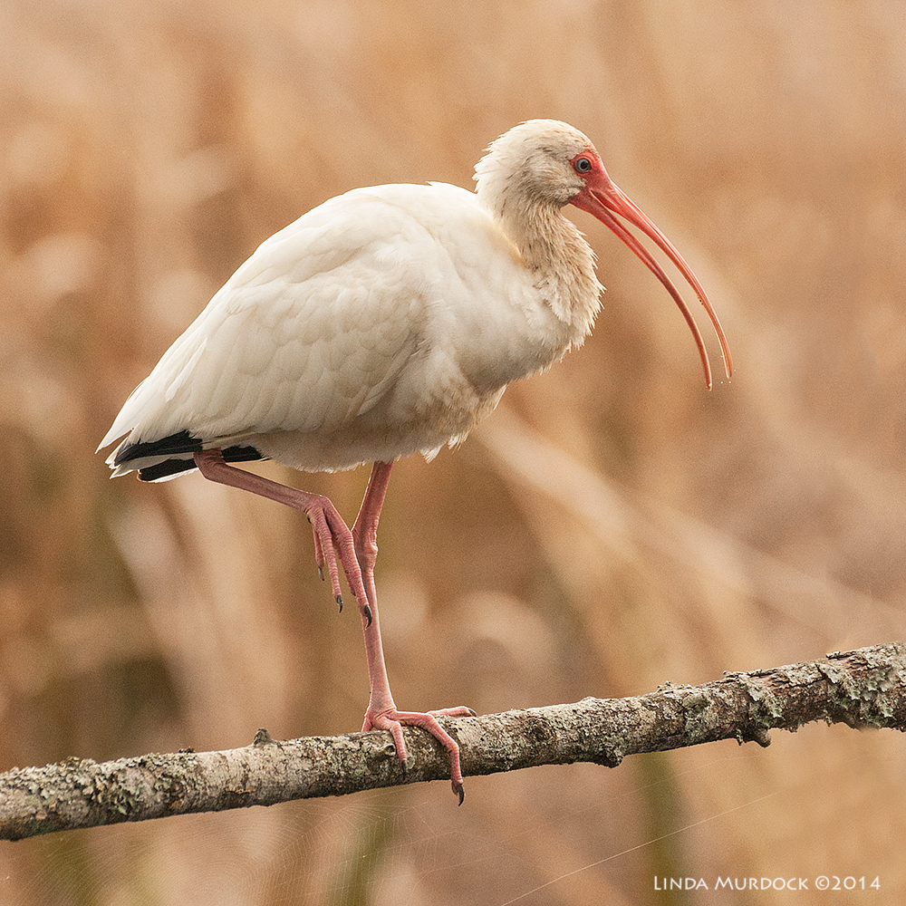 White Ibis looking good. This got me THREE features on Instagram. Sony A700 with 70-400mm 1/1000 sec. f/5.6 ISO 1250