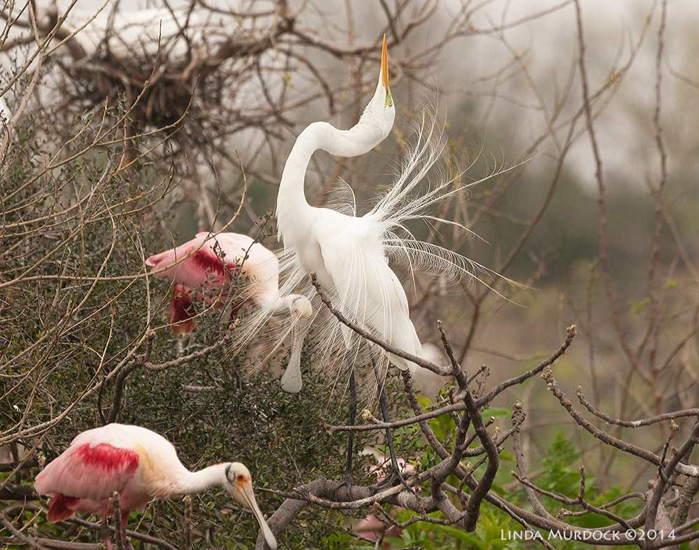 Great Egret showing you how great he is with Roseate Spoonbills seemingly bowing at his feet... Sony A700 with 70-400mm 1/2000 sec. f/7.1 ISO 1000
