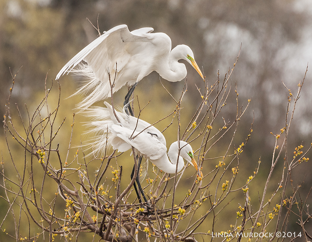 High Island Rookery — Linda Murdock Photography