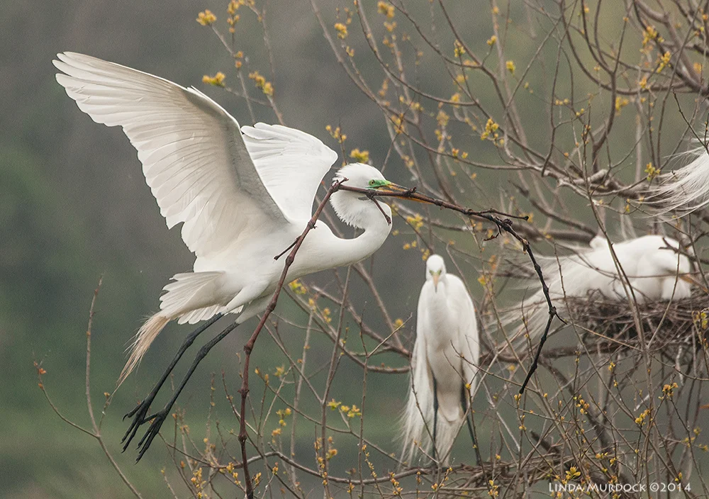 High Island Rookery — Linda Murdock Photography