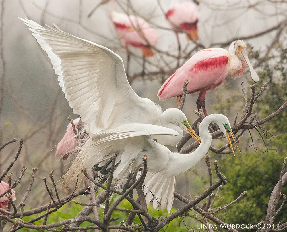 High Island Rookery — Linda Murdock Photography