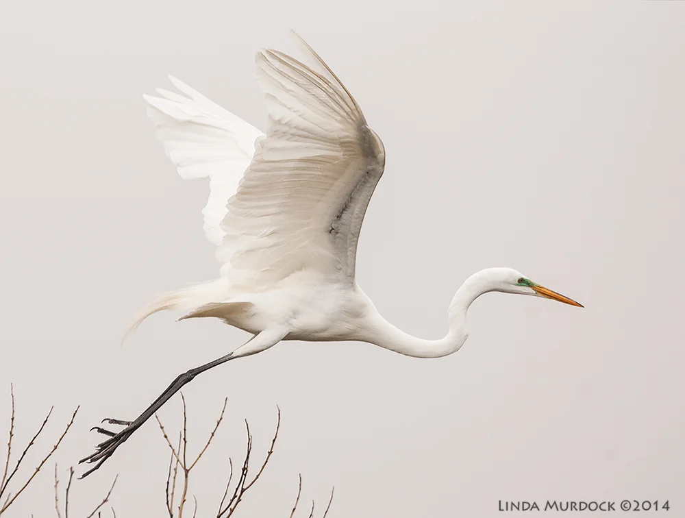 The amazing and elegant Great Egret Sony A700 with 70-400mm 1/2000 sec. f/6.3 ISO 1000