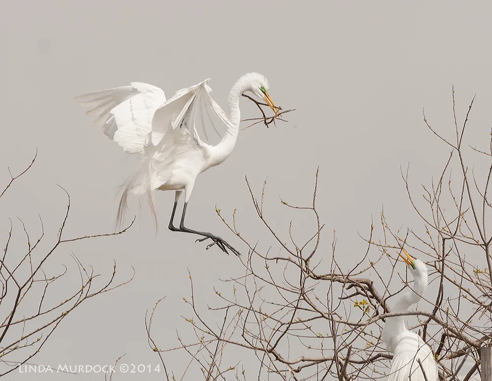 "Is this what you ordered, dear?" Sony A700 with 70-400mm 1/1600 sec. f/6.3 ISO 400