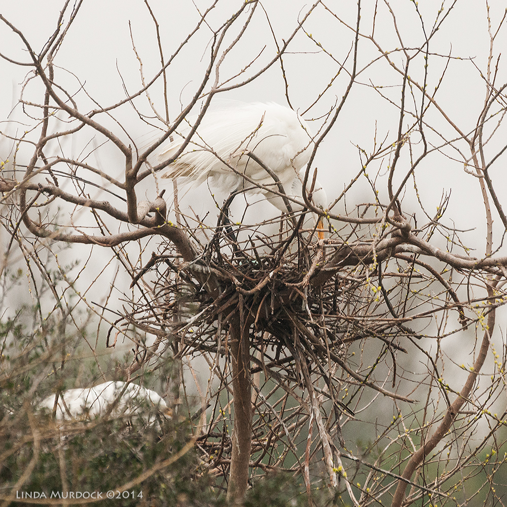 Nest with egg! Sony A700 with 70-400mm 1/2000 sec. f/6.3 ISO 1600