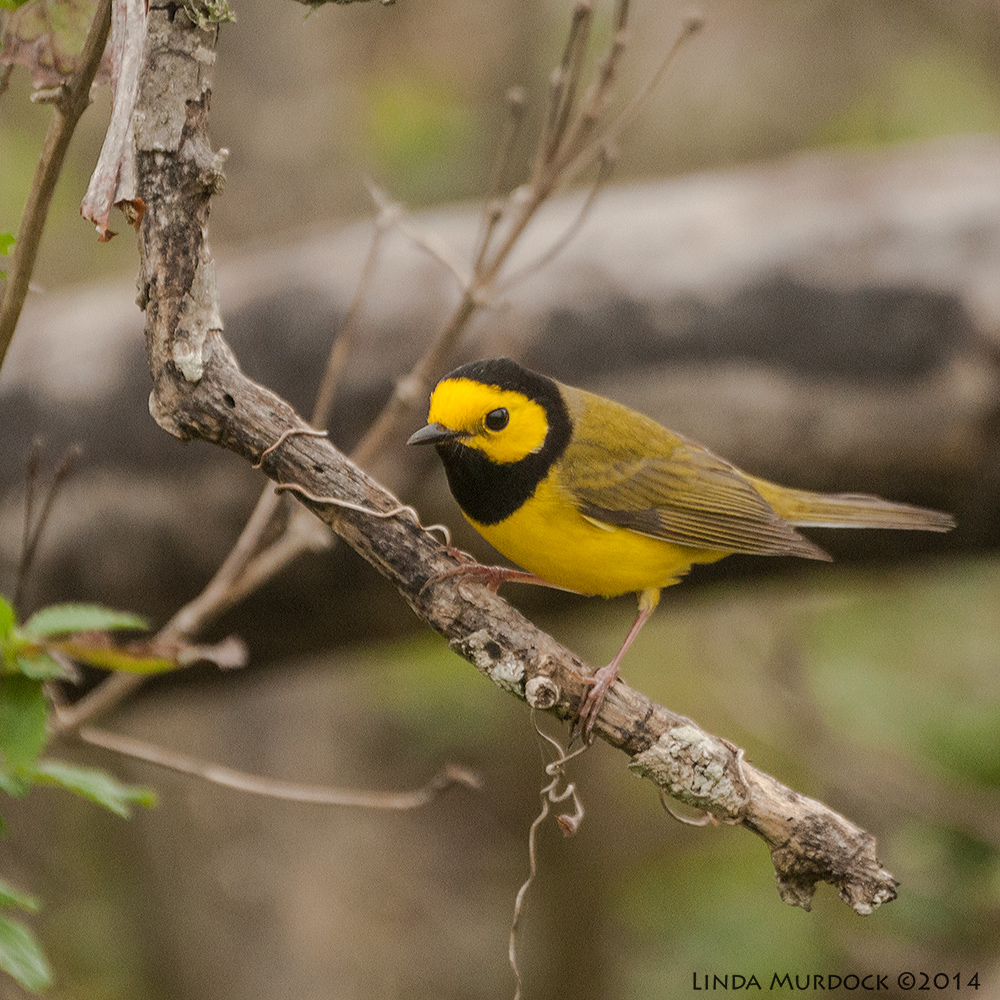 Hooded Warbler Sony A700 with 70-400mm 1/800 sec. f/5.6 ISO 1000