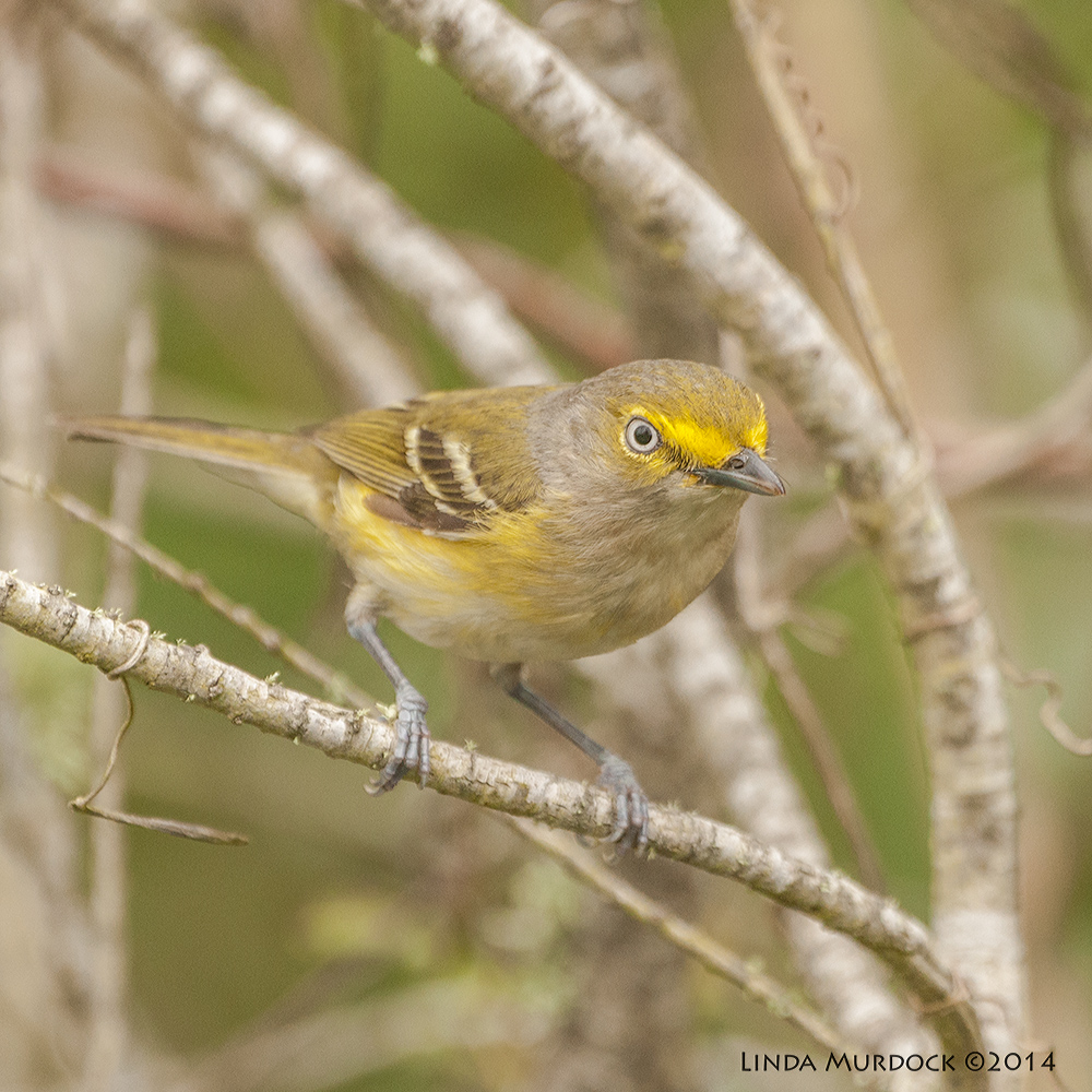 White Eyed Vireo Sony A700 with 70-400mm 1/800 sec. f/5.6 ISO 1000
