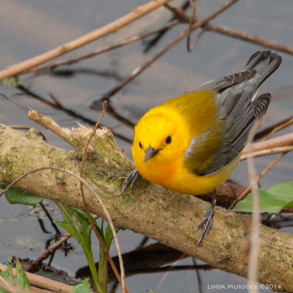 Prothonotary Warbler Sony A700 with 70-400mm 1/400 sec. f/5.6 ISO 1000