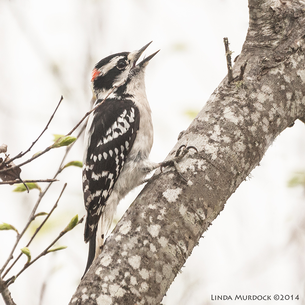 Downy Woodpecker Sony A700 with 70-400mm 1/2000 sec. f/6.3 ISO 1000