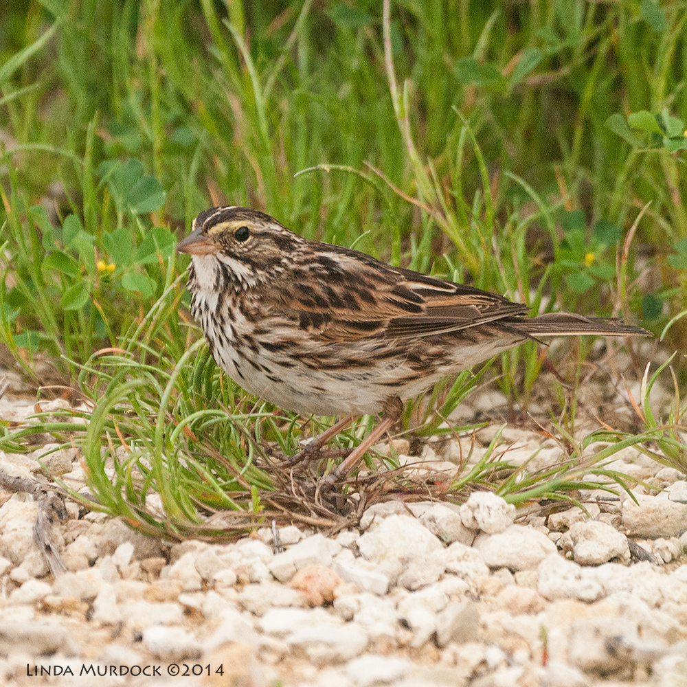 Savannah Sparrow Sony A700 with 70-400mm 1/1000 sec. f/5.6 ISO 1600