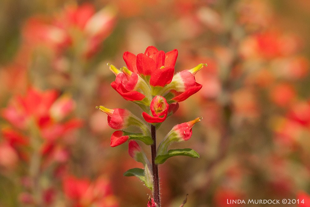 Indian Paintbrush Sony A700 with 70-400mm 1/3200 sec. f/8.0 ISO 1000