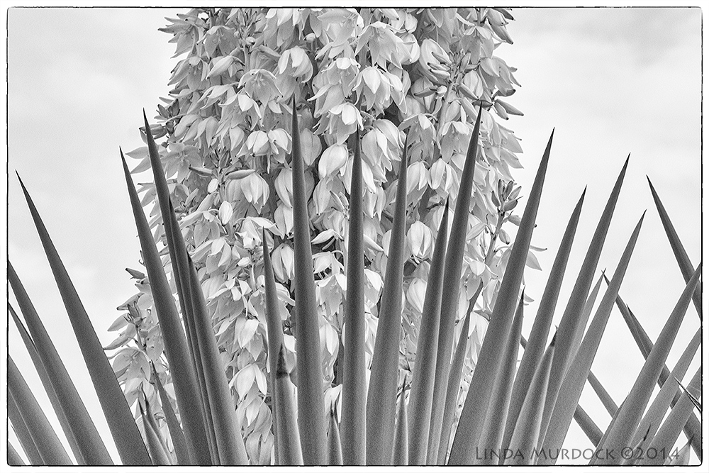 Dramatic spikes and blossoms processed with Silver Efex Pro 2 Sony A700 with 70-400mm 1/500 sec. f/8.0 ISO 1600