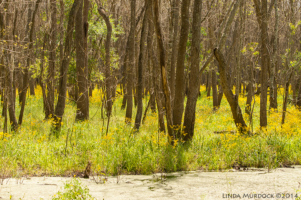 Wild yellow flowers as far as the eye can see. Sony A700 with 70-400mm 1/640sec. f/9.0 ISO 1000