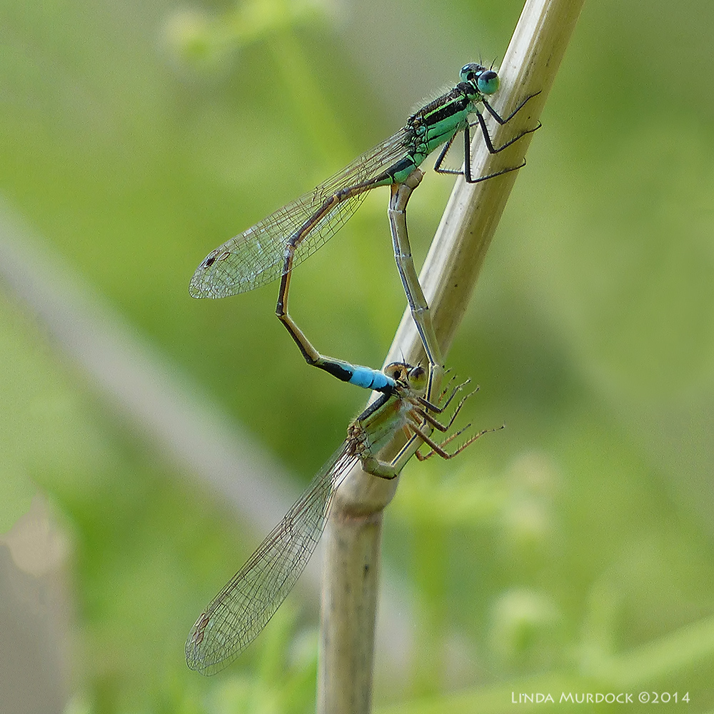 Mating damselflies Panasonic Lumix FZ200 automagic settings - 1/400sec. f/4.0 ISO 100
