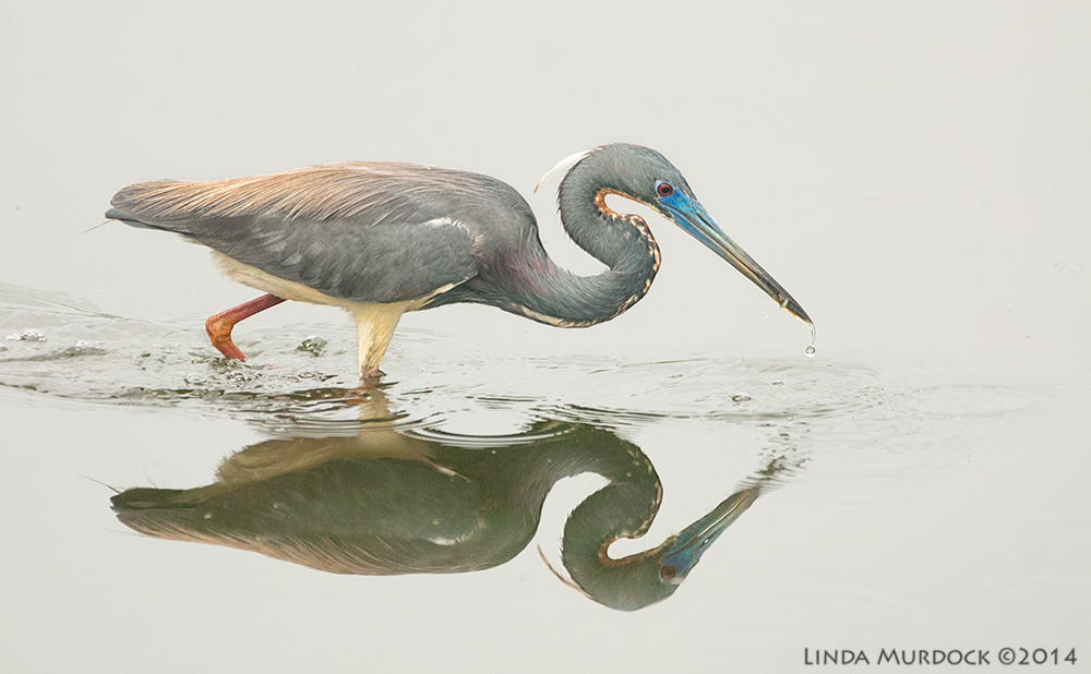 Tri-colored Heron and his tiny lunch Sony A700 with 70-400mm 1/1000sec. f/5.6 ISO 1600
