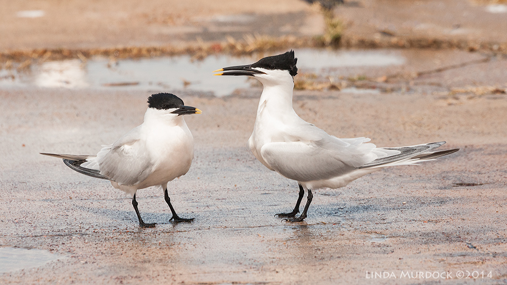 Male trying to get her attention... Sony A700 with 70-400mm 1/2000 sec. f/8.0 ISO 1000