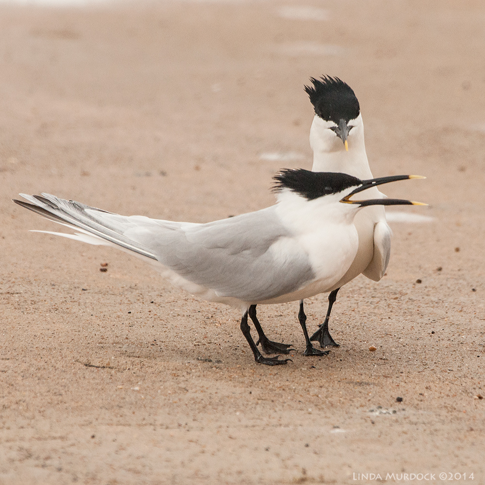 Male dancing around the female, who is at least making some noise... Sony A700 with 70-400mm 1/2000sec. f/7.1 ISO 1000