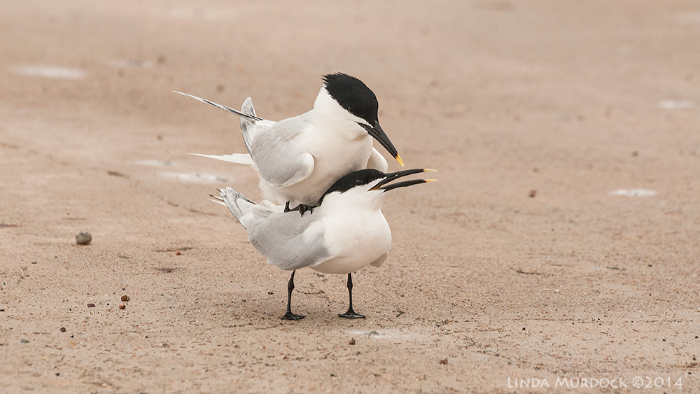 Sandwich Terns ... umm. this might be NSFW Sony A700 with 70-400mm 1/2000sec. f/7.1 ISO 1000