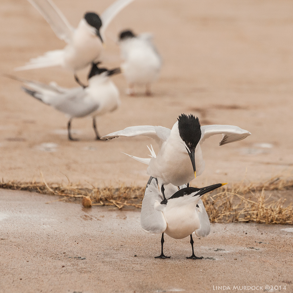 Sandwich Terns ... making sandwiches! Sony A700 with 70-400mm 1/2000sec. f/7.1 ISO 1000
