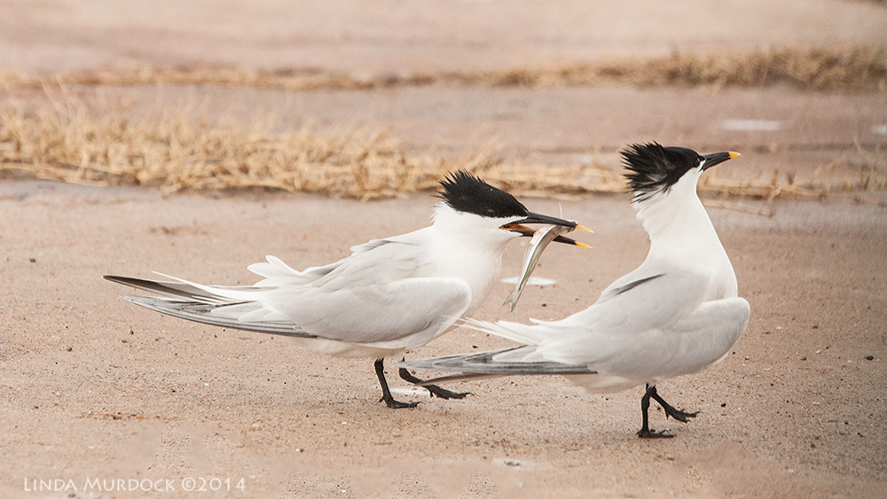Male Sandwich Tern being snubbed... Sony A700 with 70-400mm 1/2000sec. f/7.1 ISO 1000