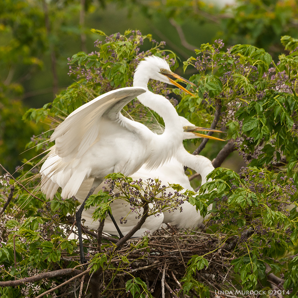 A pair of nesting Great Egrets. Look closely and you can see a blue egg through the sticks In the nest. Sony A700 with 70-400mm 1/1000 sec. f/7.1 ISO 1000