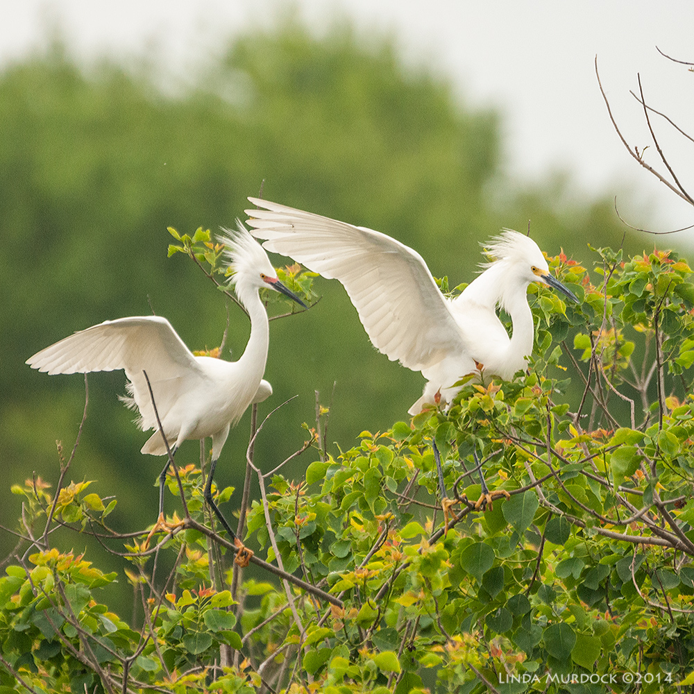 A pair of Snowy Egrets showing off Sony A700 with 70-400mm 1/2000 sec. f/5.6 ISO 1600
