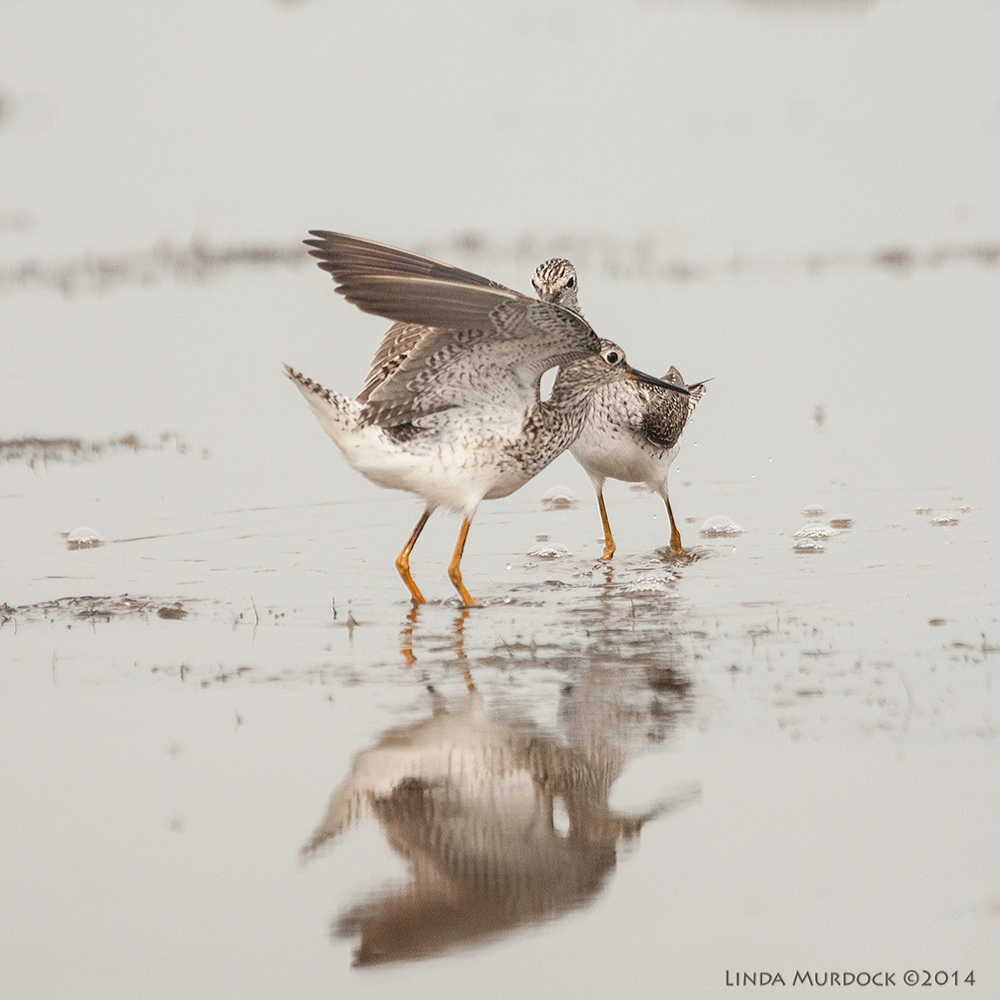Lesser Yellowlegs having a tiff Sony A700 with 70-400mm 1/3200 sec. f/5.6 ISO 1000