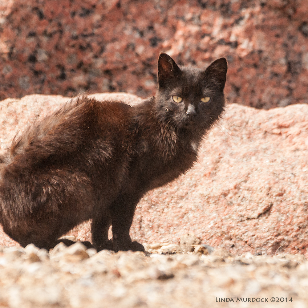 And look who is here! Sony A700 with 70-400mm 1/1600sec. f/6.3 ISO 640