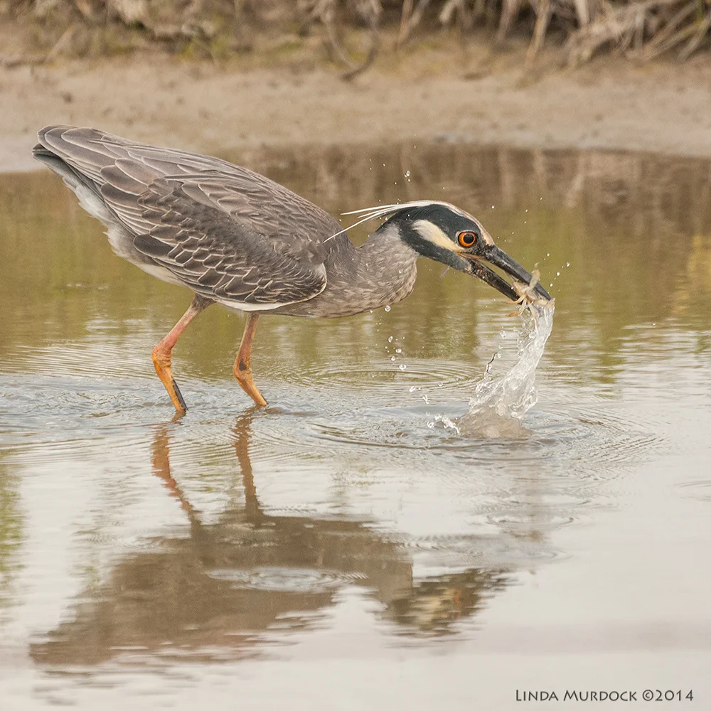Young Yellow-crowned Night Heron Sony A700 with 70-400mm 1/1600 sec. f/5.6 ISO 1000