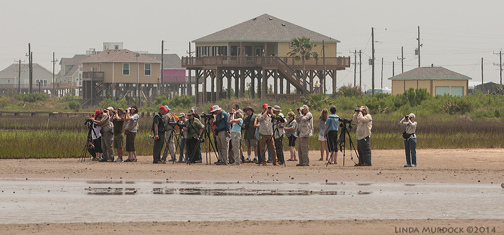BIrders seeing new birds and adding to their life lists